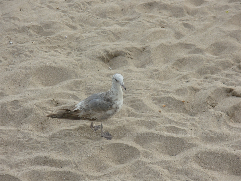 Bird on beach in Mazatlán, Sinaloa, Mexico