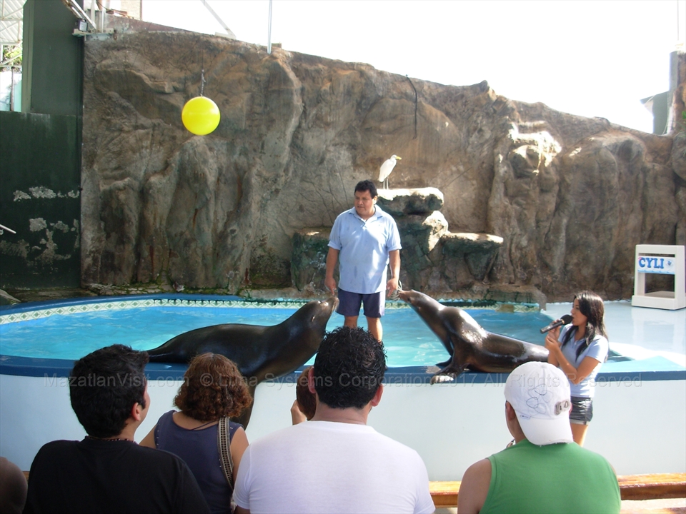 Sea Lions Show at Mazatlán Aquarium in Mazatlán, Sinaloa, Mexico
