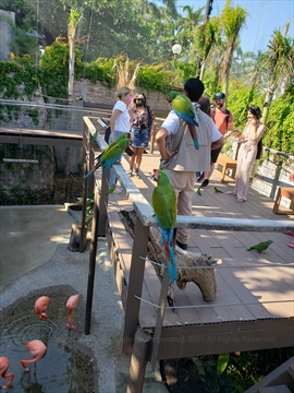 Parrots in Mazatlán Observatory 1873 Aviary in Mazatlán, Sinaloa, Mexico