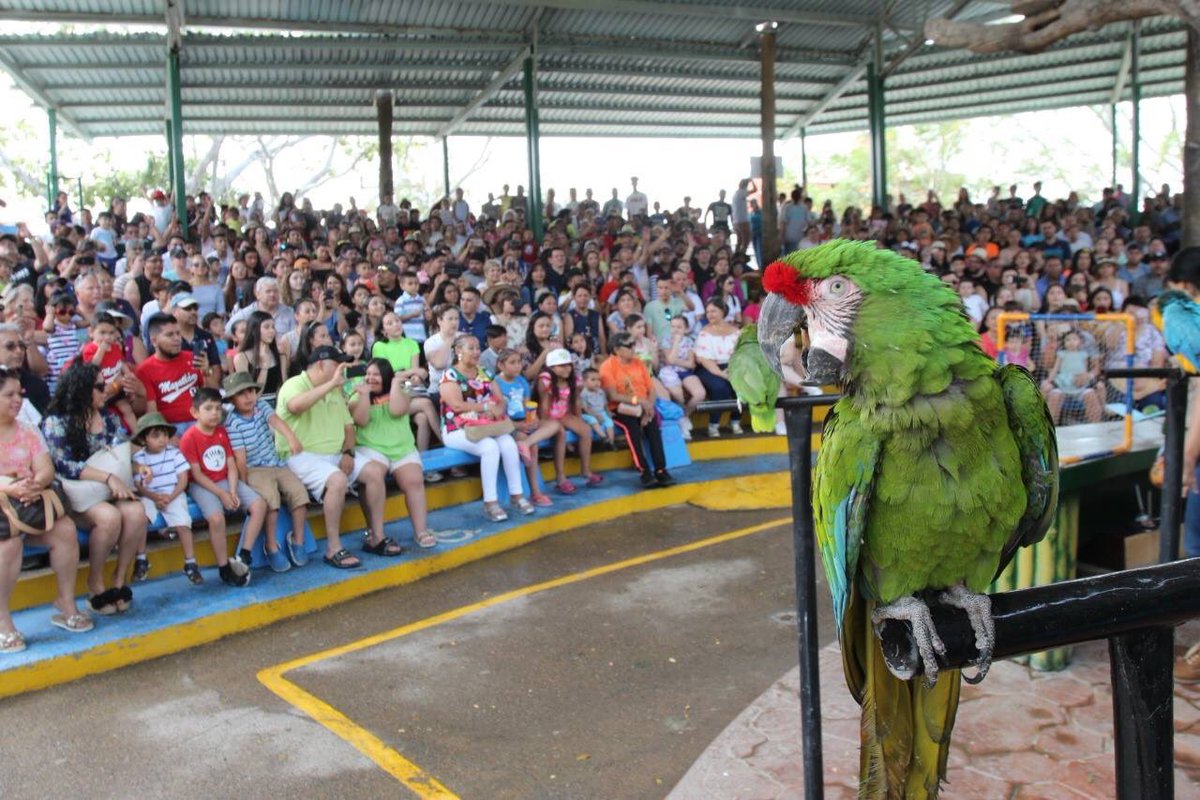 Bird Show at Mazatlán Aquarium in Mazatlán, Sinaloa, Mexico