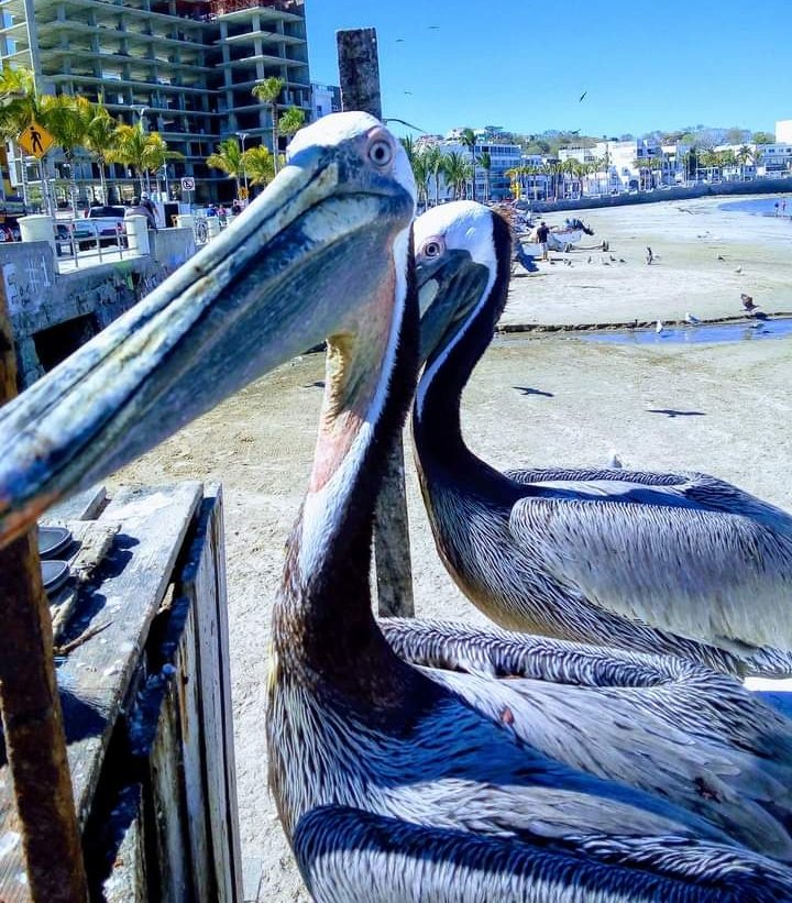 Pelicans at Playa Norte in Mazatlán, Sinaloa, Mexico